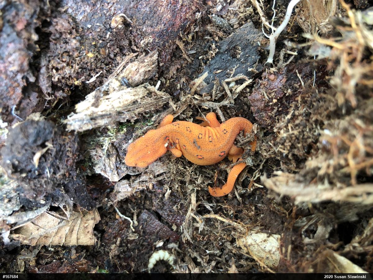 Red-spotted Newt