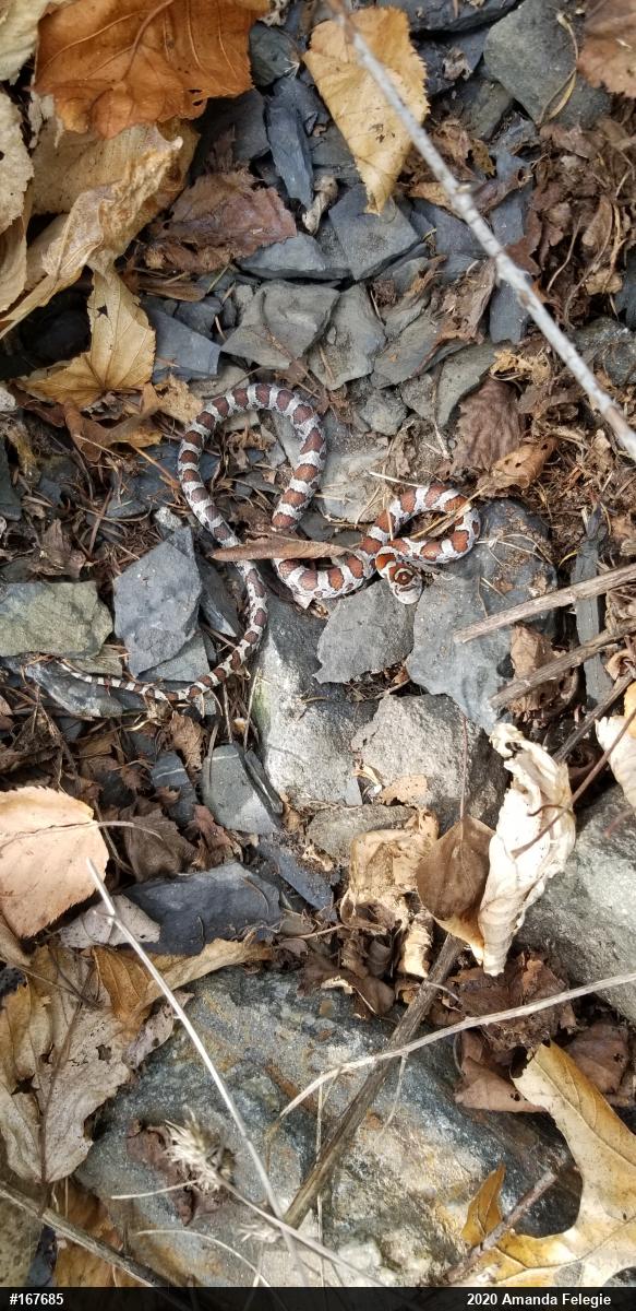 Eastern Milksnake