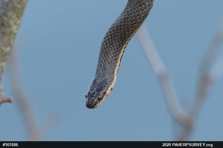 Queensnake