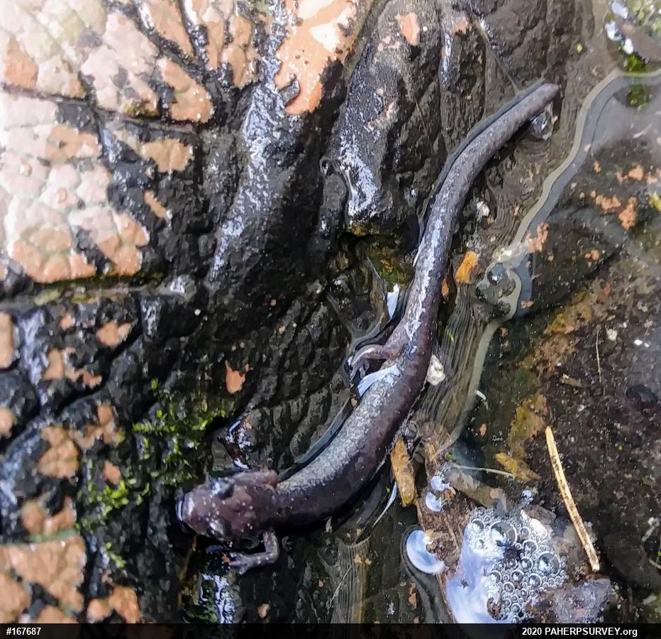 Eastern Red-backed  Salamander