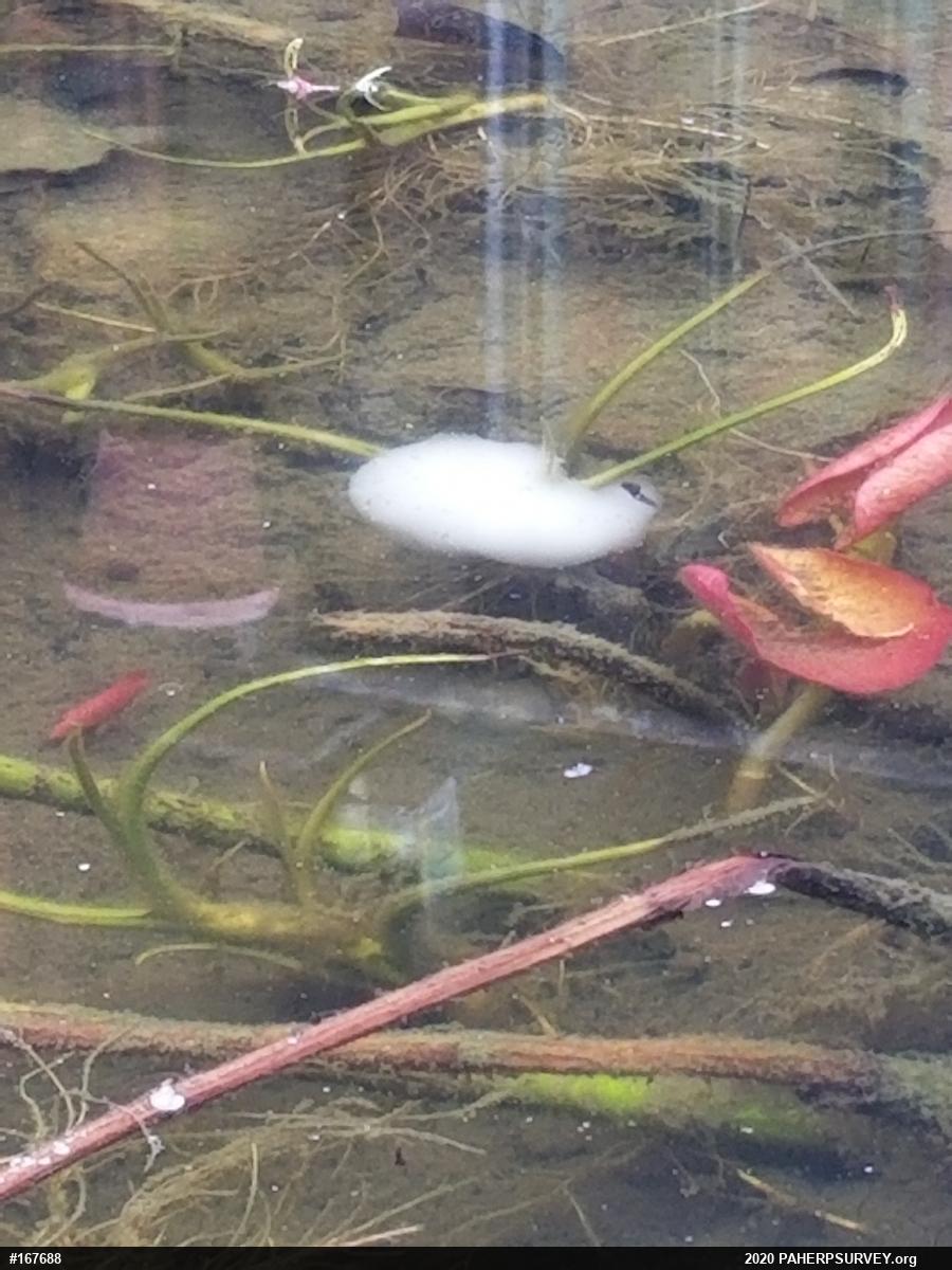 Spotted Salamander