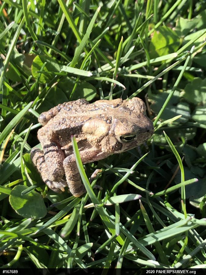 Eastern American Toad