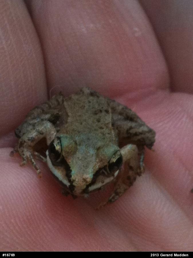 Wood Frog