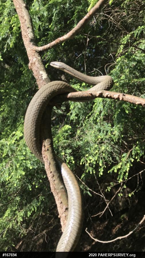 Queensnake