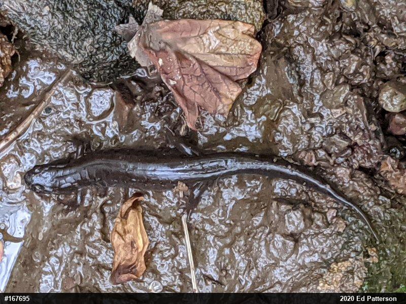 Northern Dusky Salamander