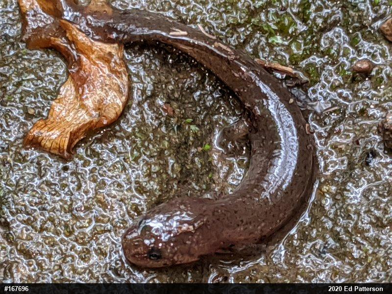 Northern Red Salamander