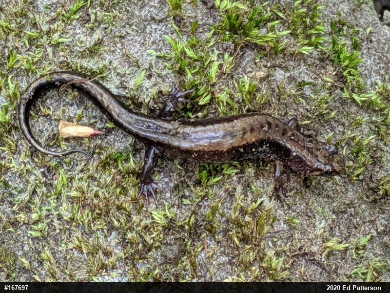 Allegheny Mountain Dusky Salamander