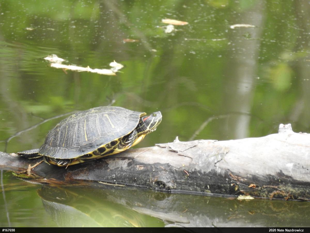 Red-eared Slider