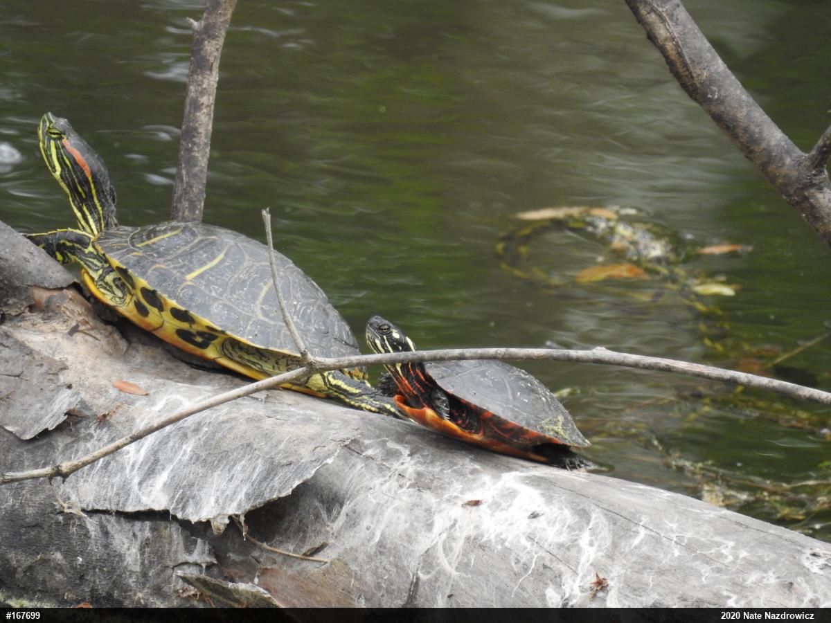 Painted Turtle