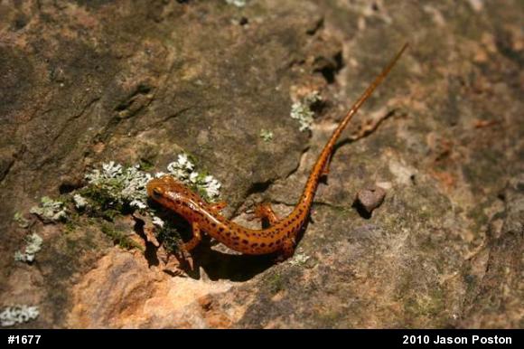Eastern Long-tailed Salamander