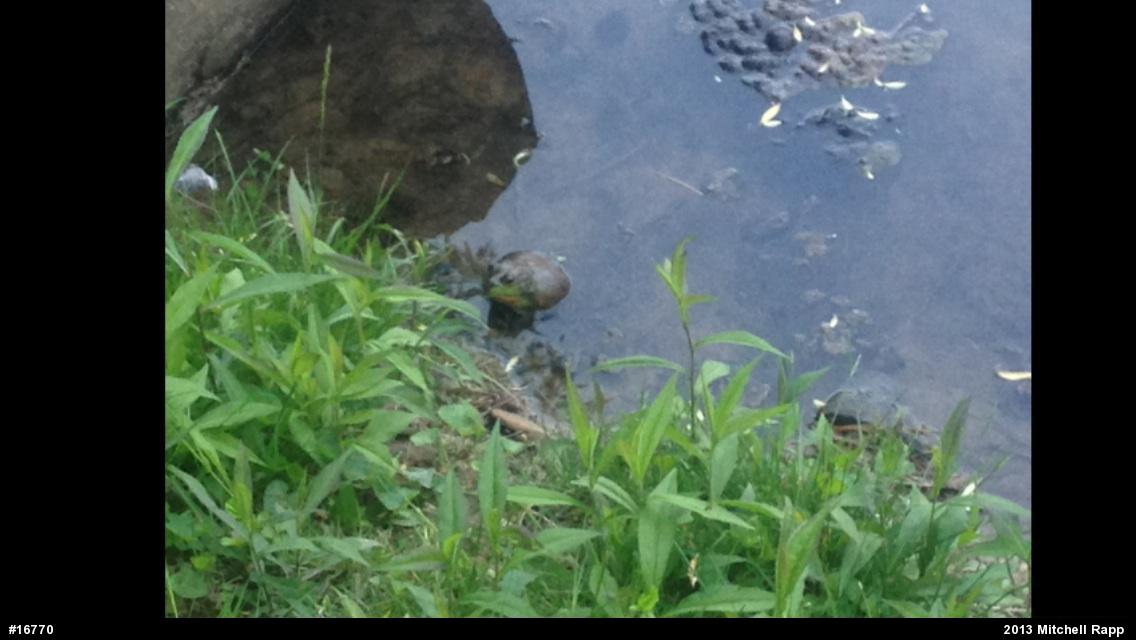 American Bullfrog