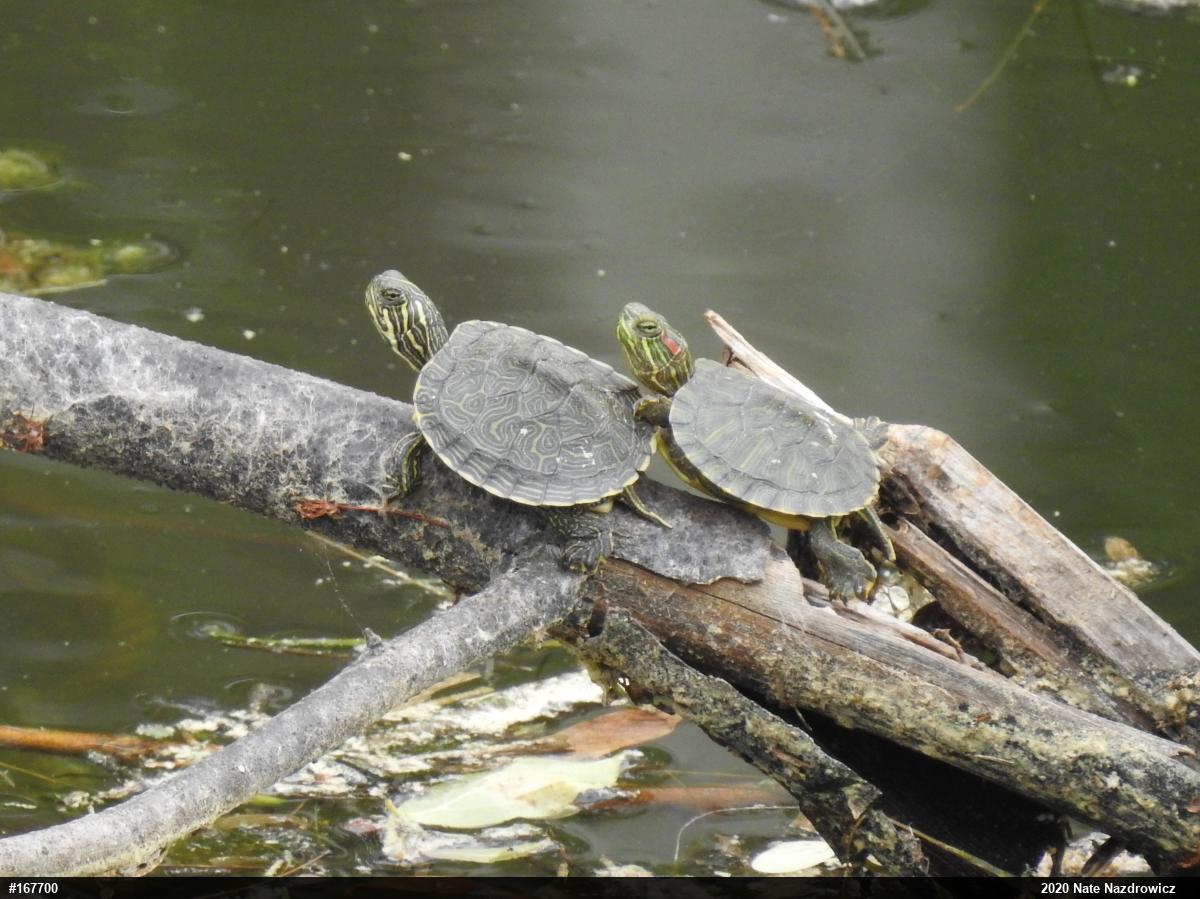River Cooter