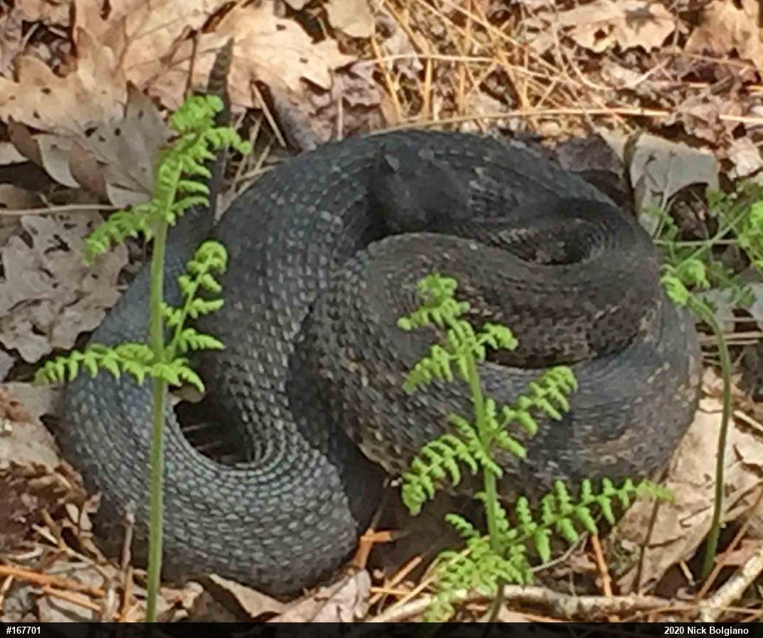 Timber Rattlesnake