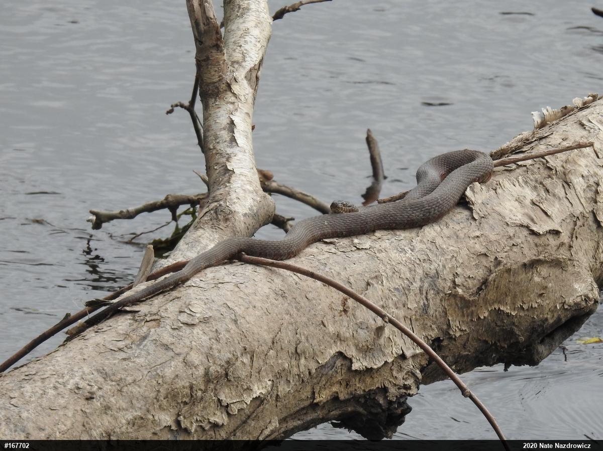 Northern Watersnake
