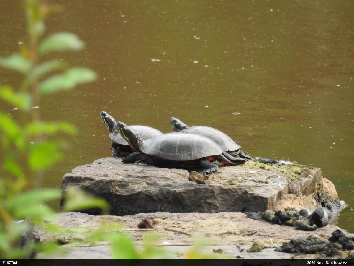 Painted Turtle