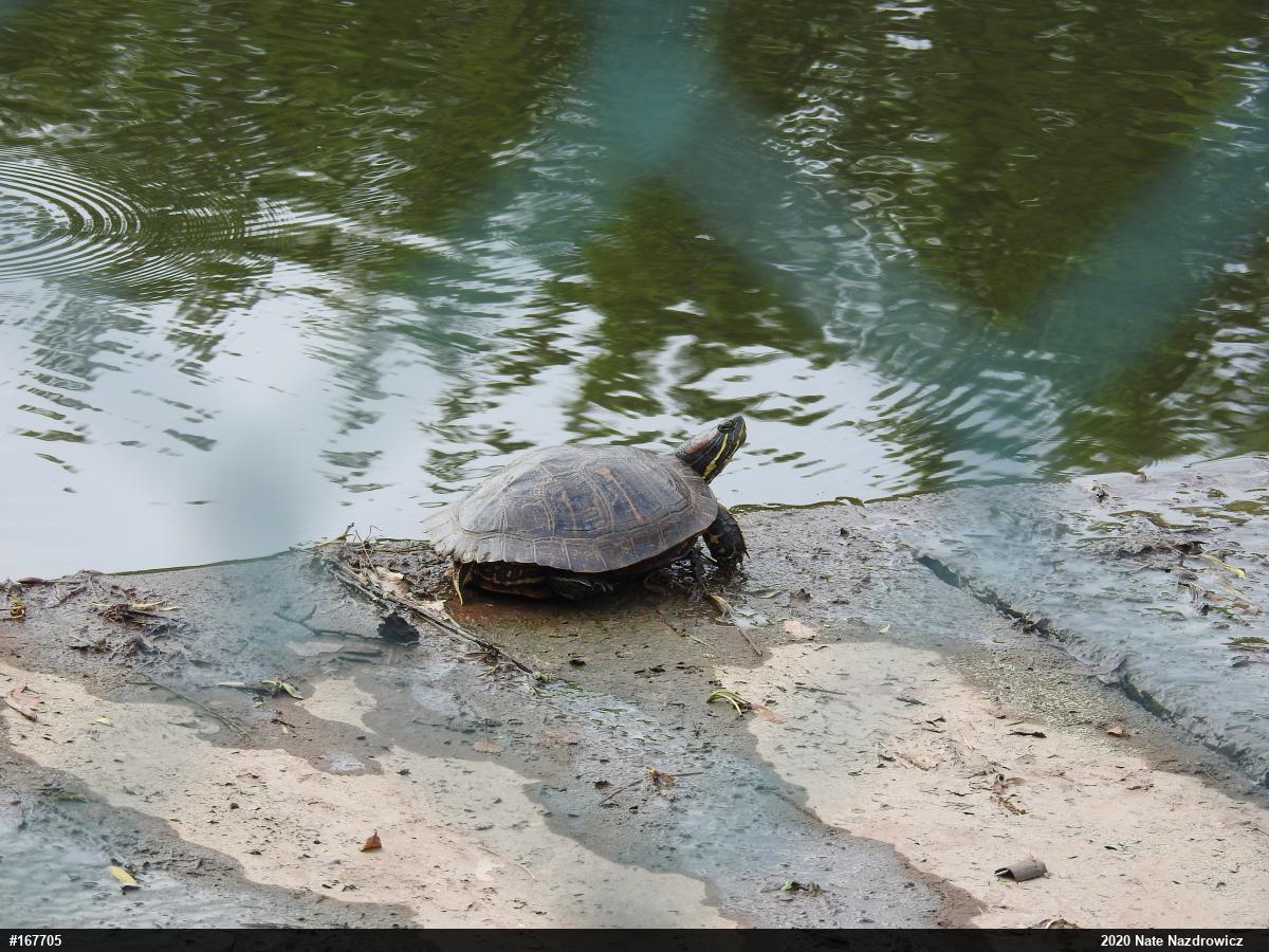 Red-eared Slider