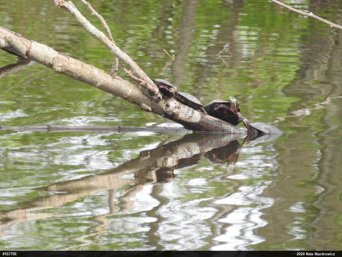 Painted Turtle