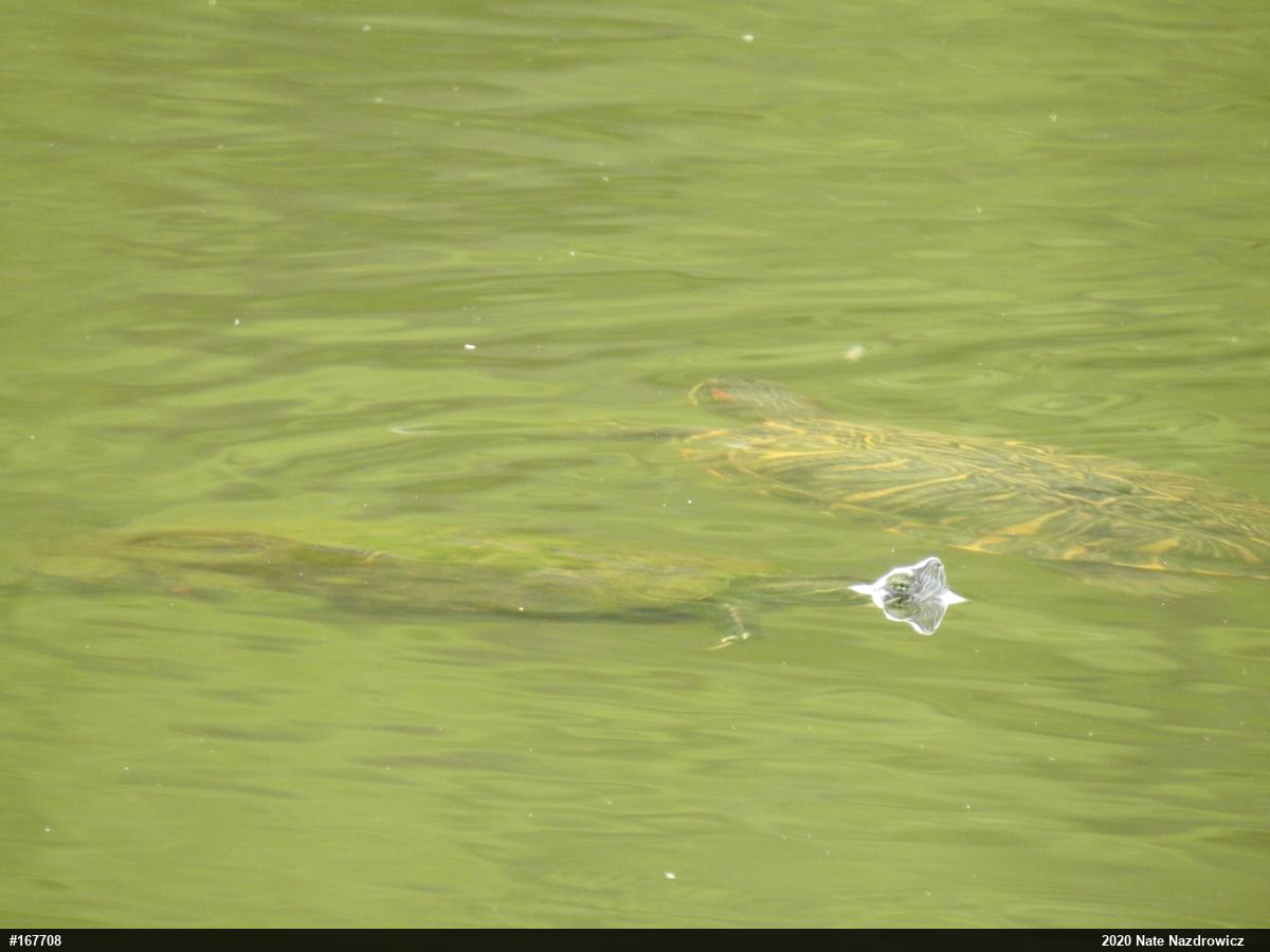 Red-eared Slider