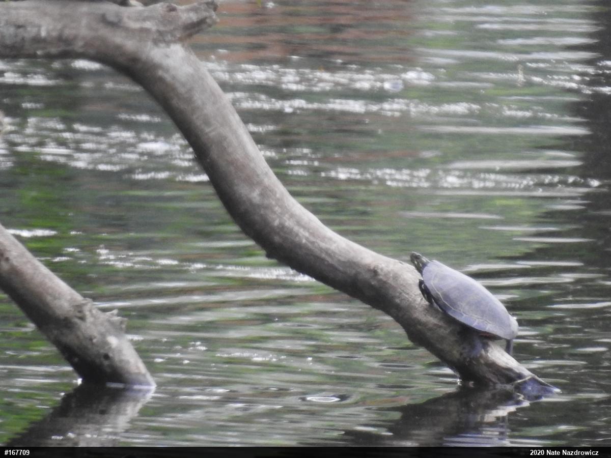 Painted Turtle