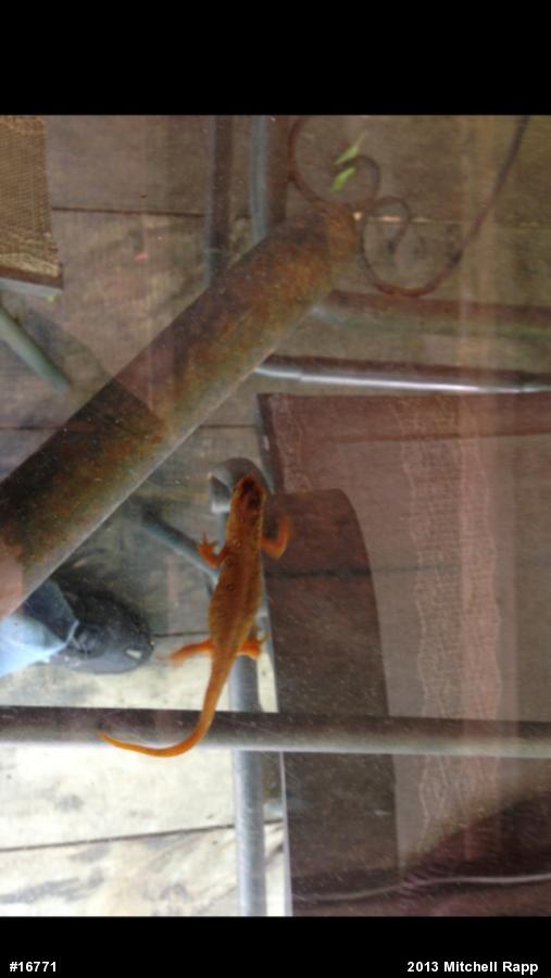 Red-spotted Newt