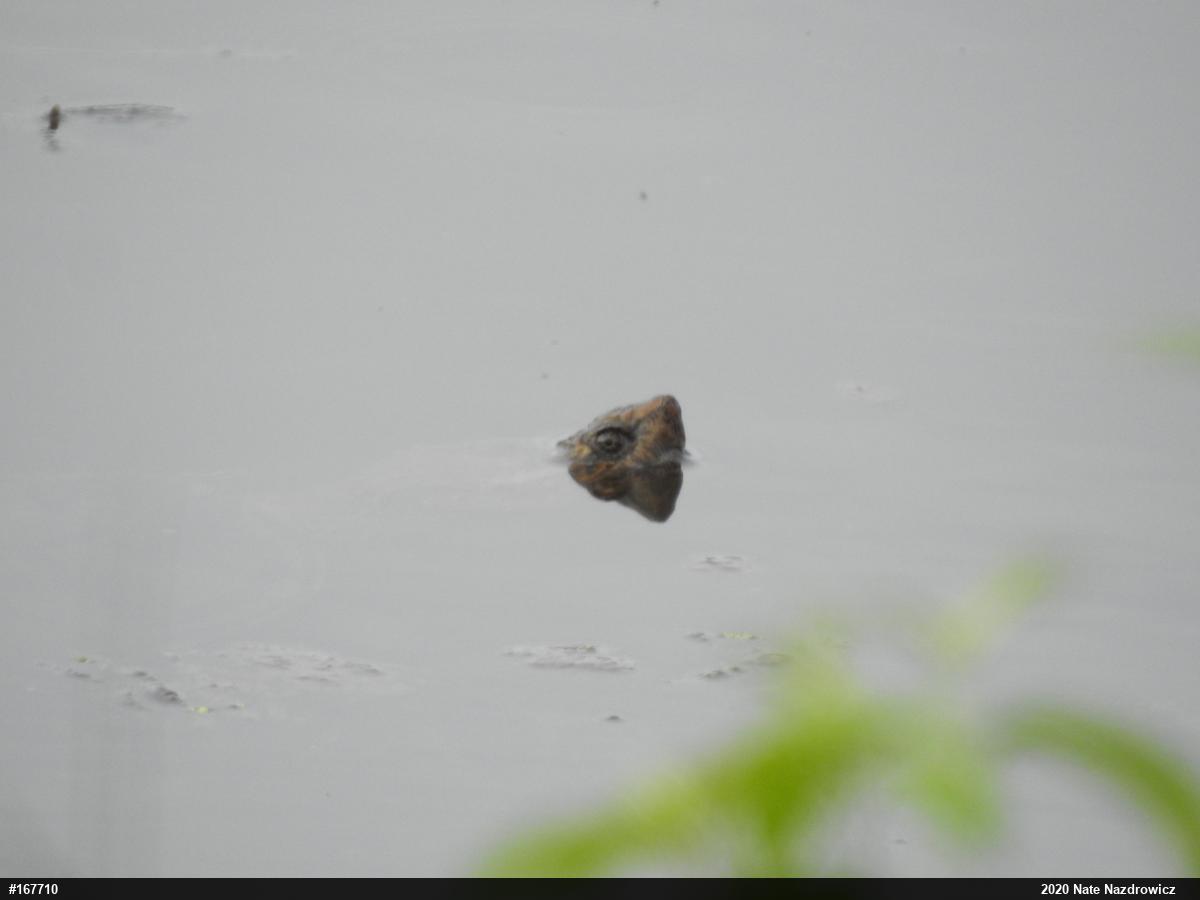 Snapping Turtle