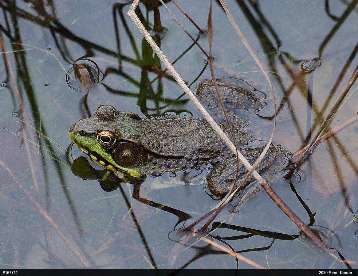 Green Frog