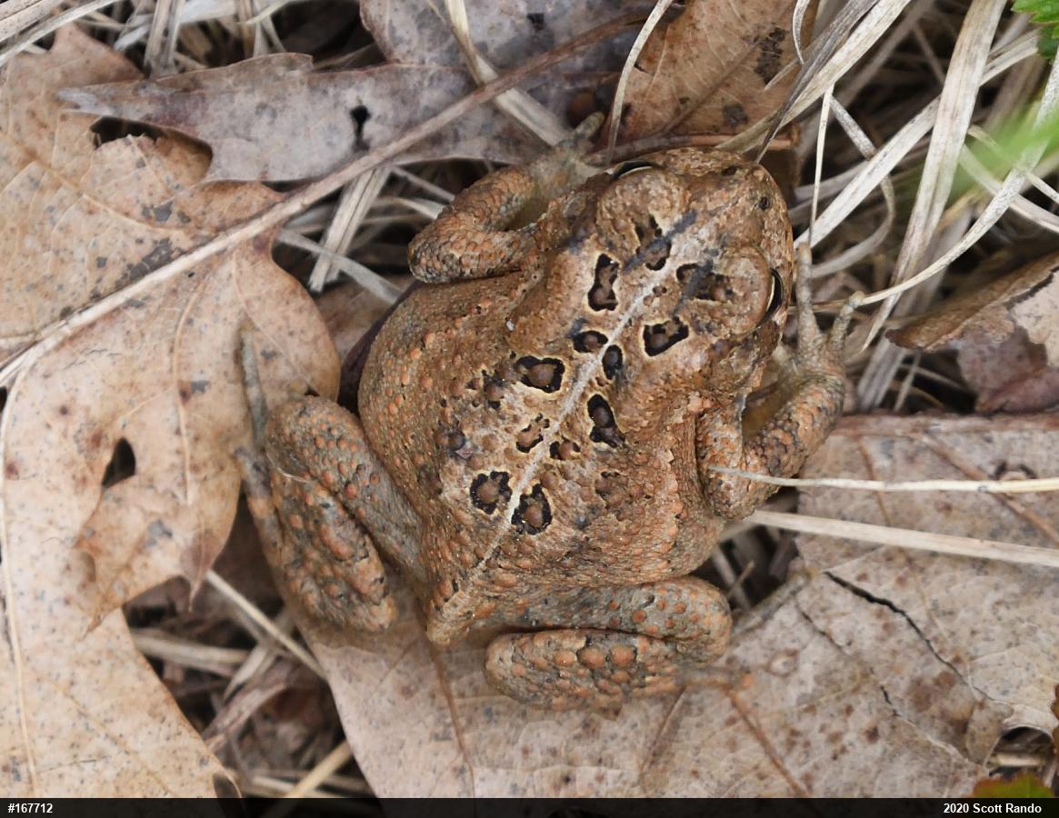 Eastern American Toad