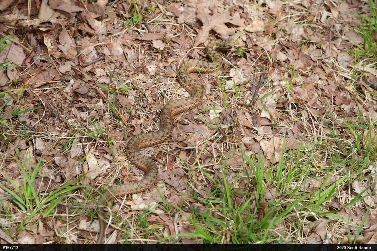 Eastern Gartersnake