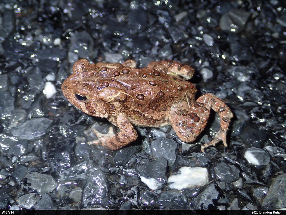 Eastern American Toad
