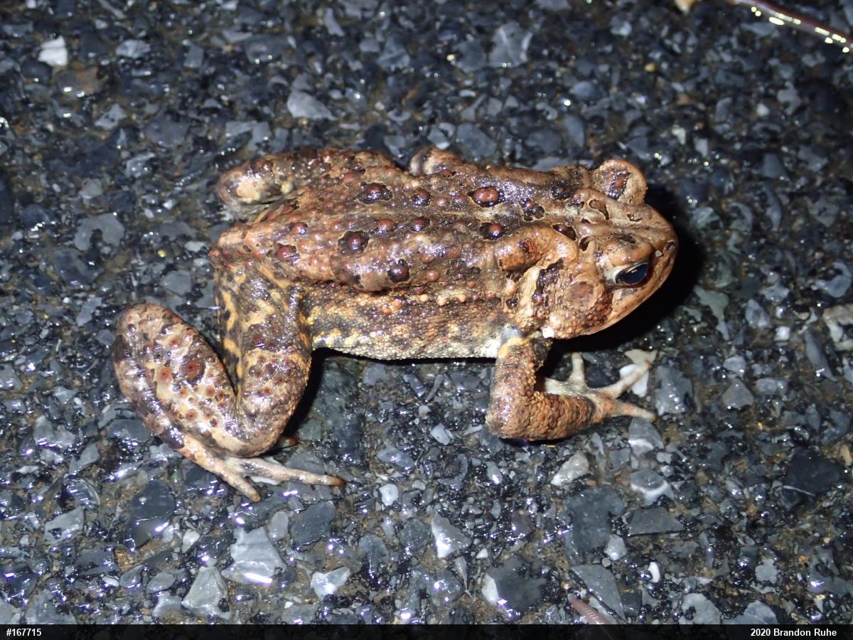 Eastern American Toad