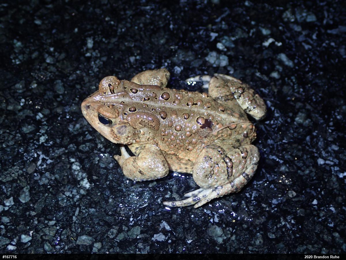 Eastern American Toad