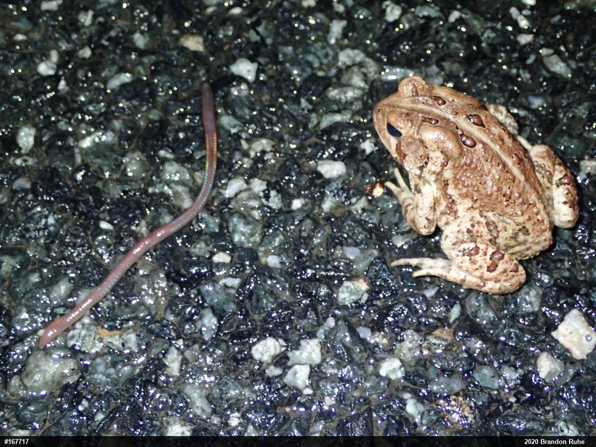 Eastern American Toad