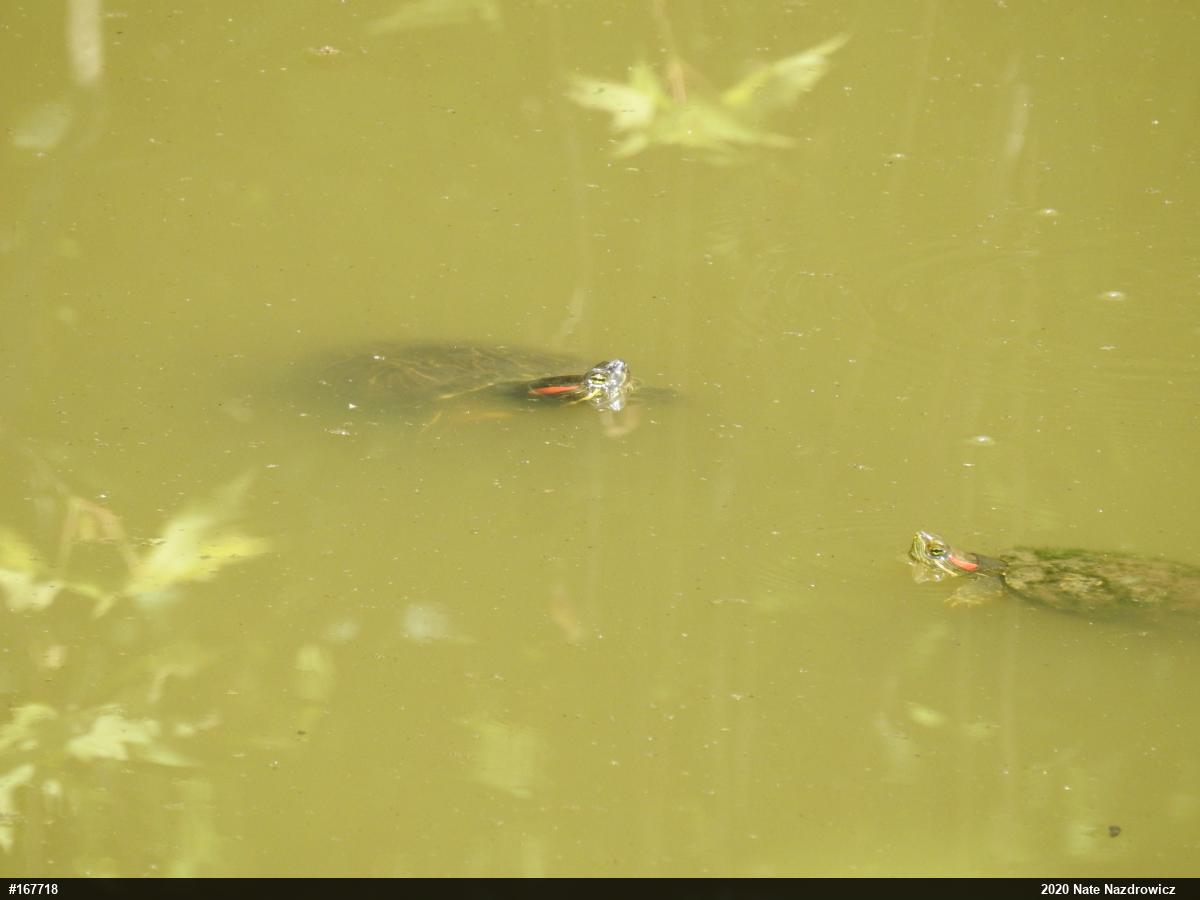 Red-eared Slider