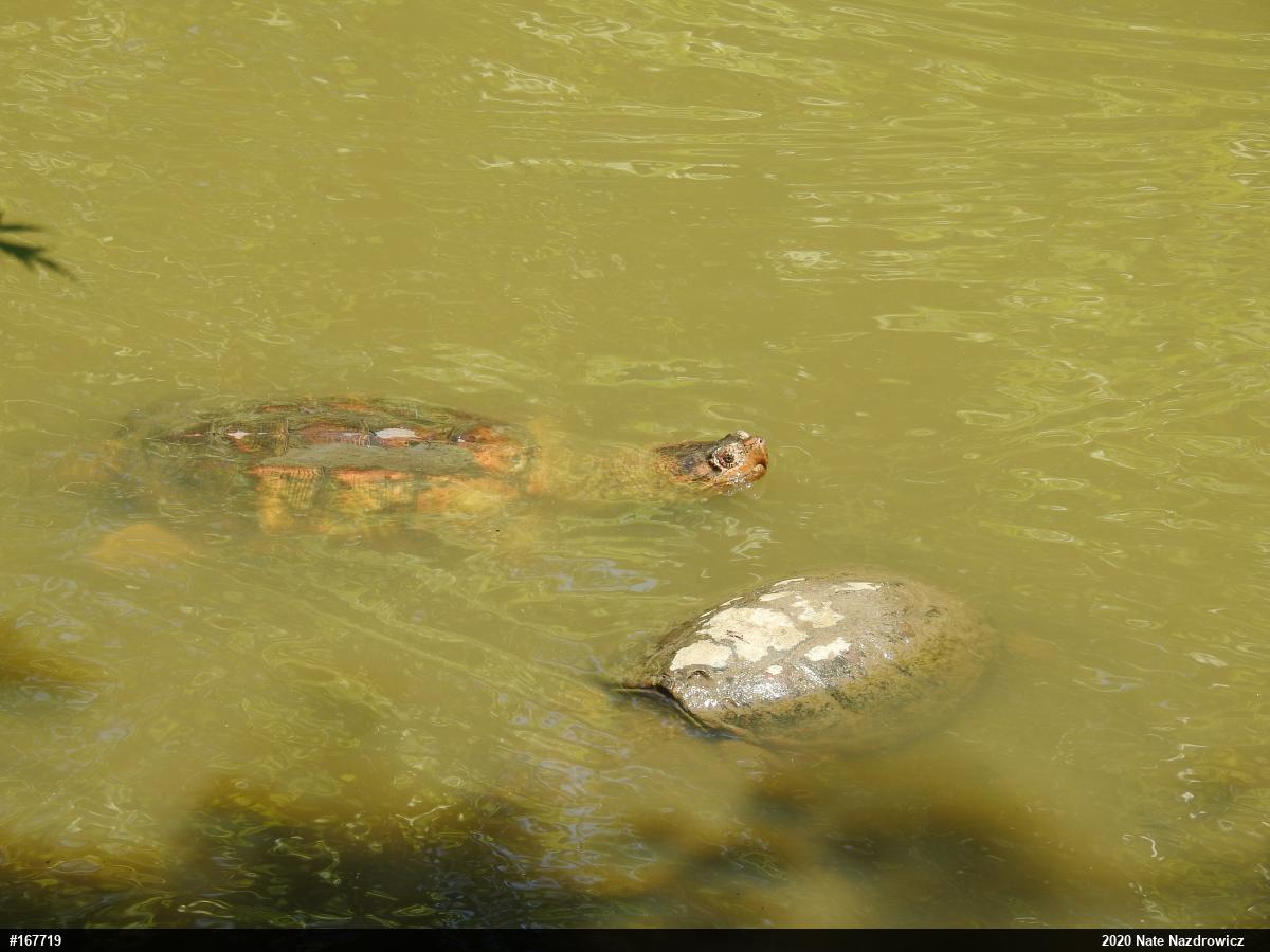 Snapping Turtle
