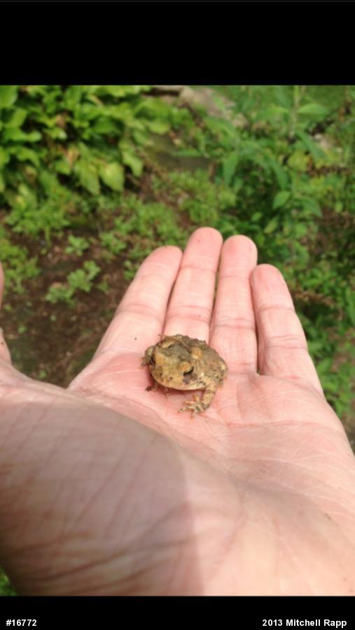 True Toads