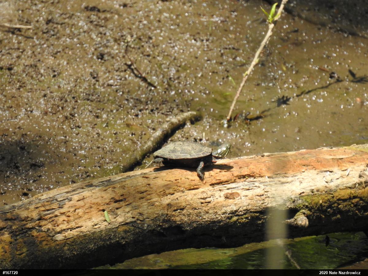Painted Turtle