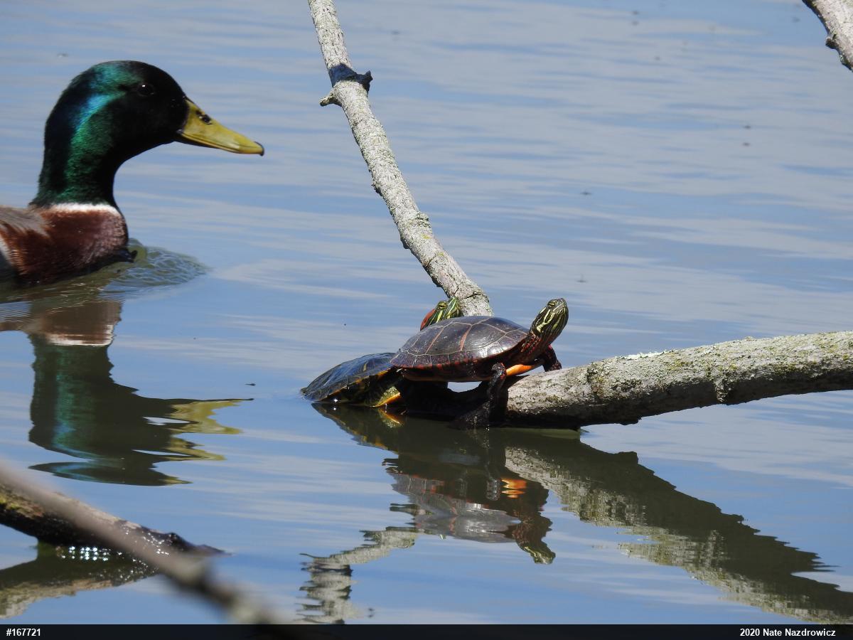 Eastern Painted Turtle
