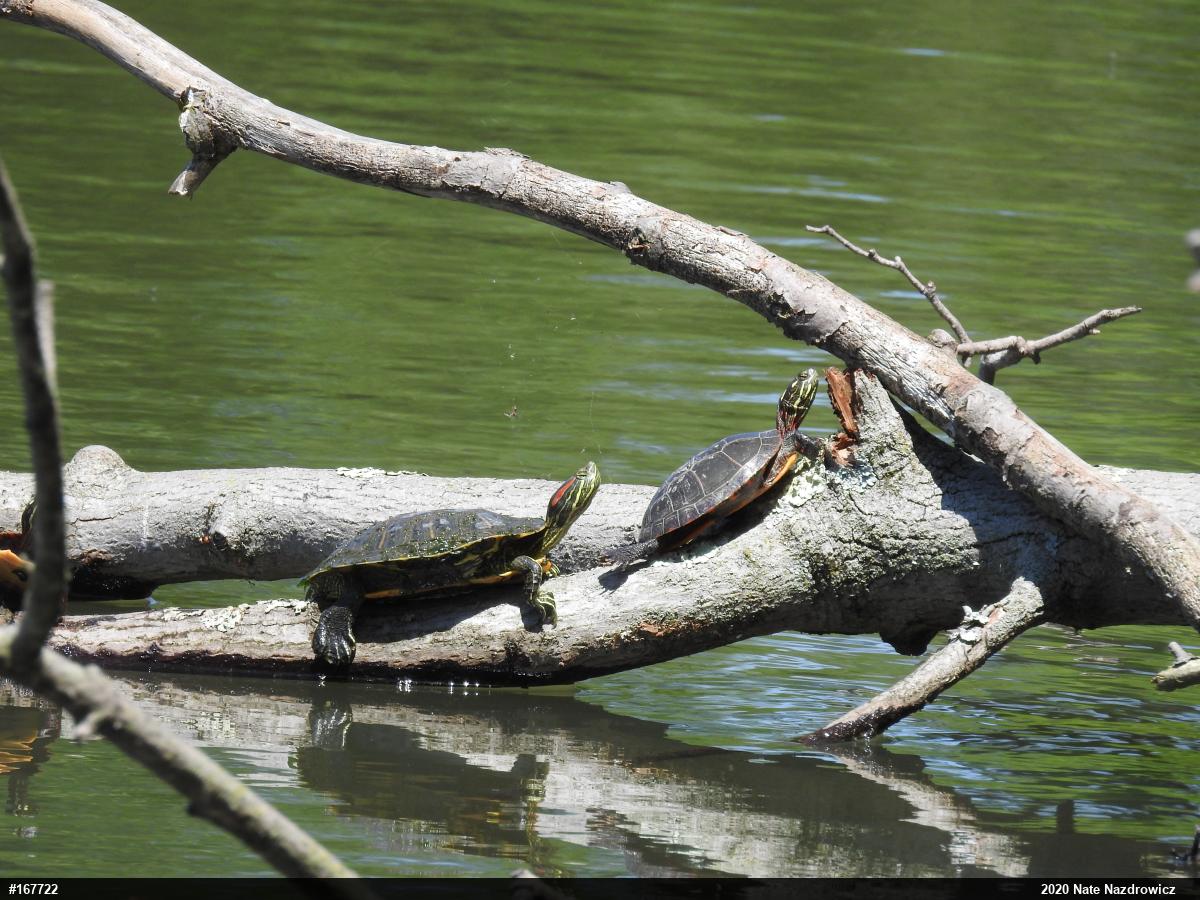 Red-eared Slider