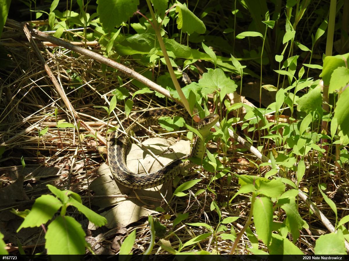 Eastern Gartersnake