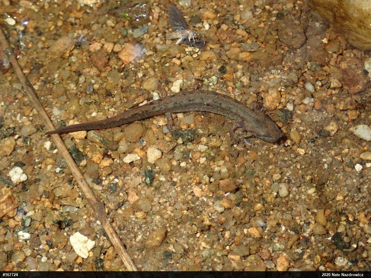 Northern Two-lined Salamander