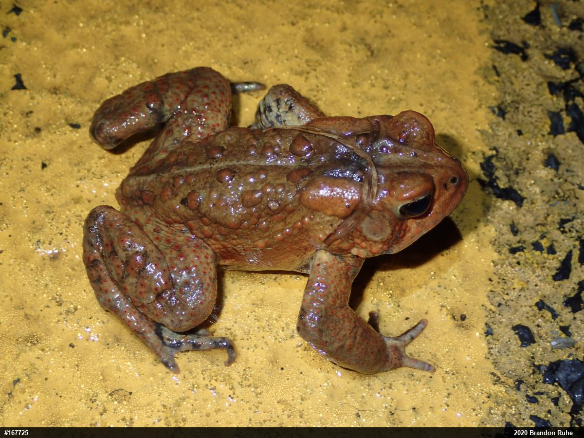 Eastern American Toad