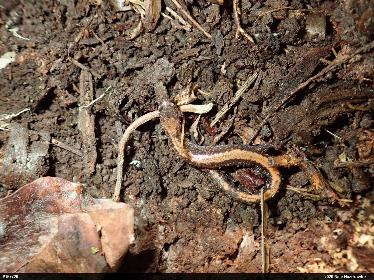Eastern Red-backed  Salamander