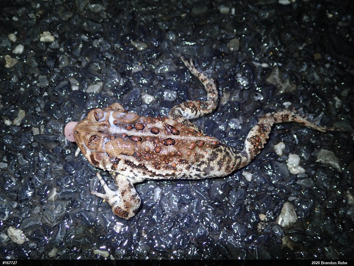Eastern American Toad