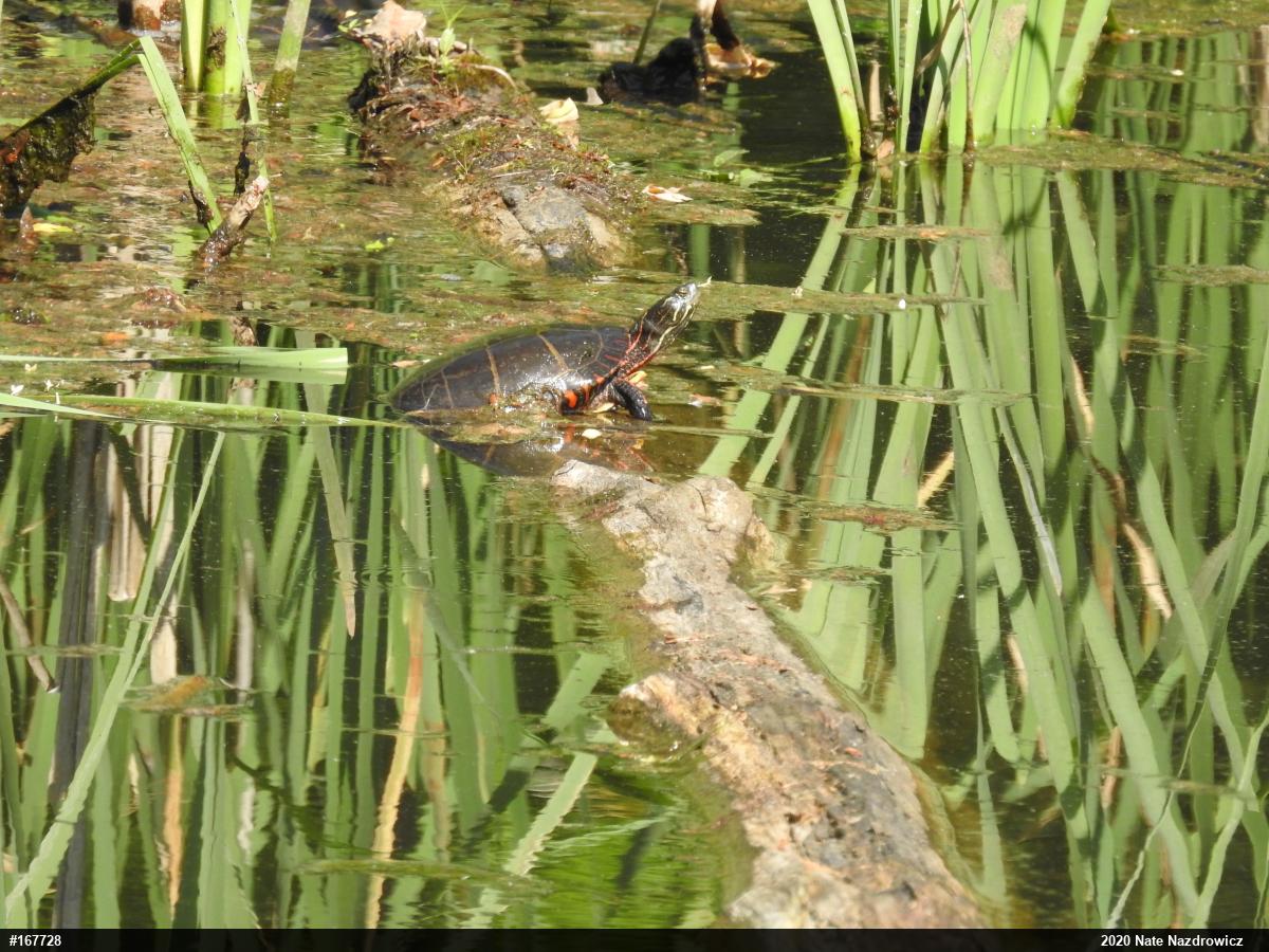 Eastern Painted Turtle