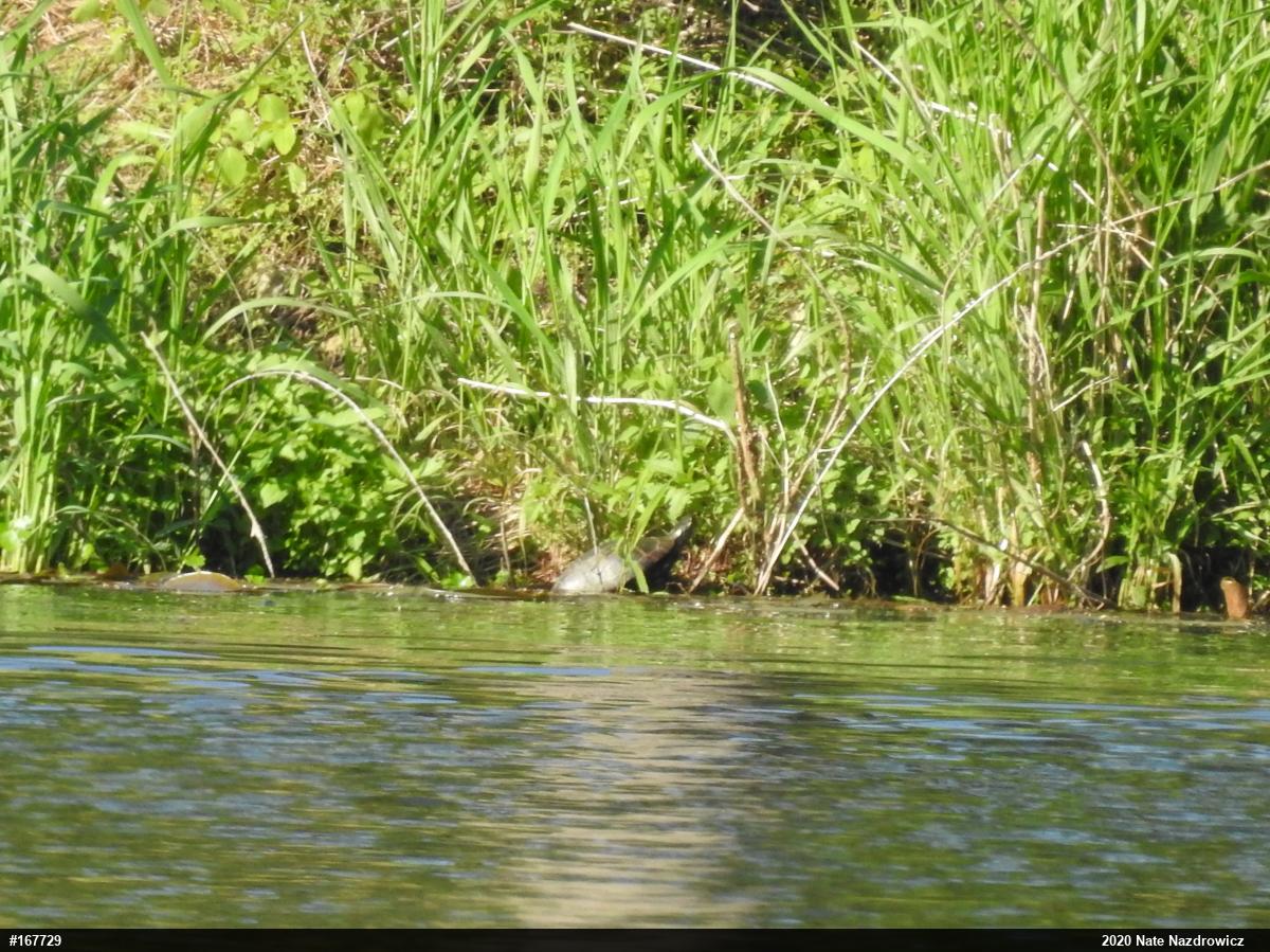 Painted Turtle