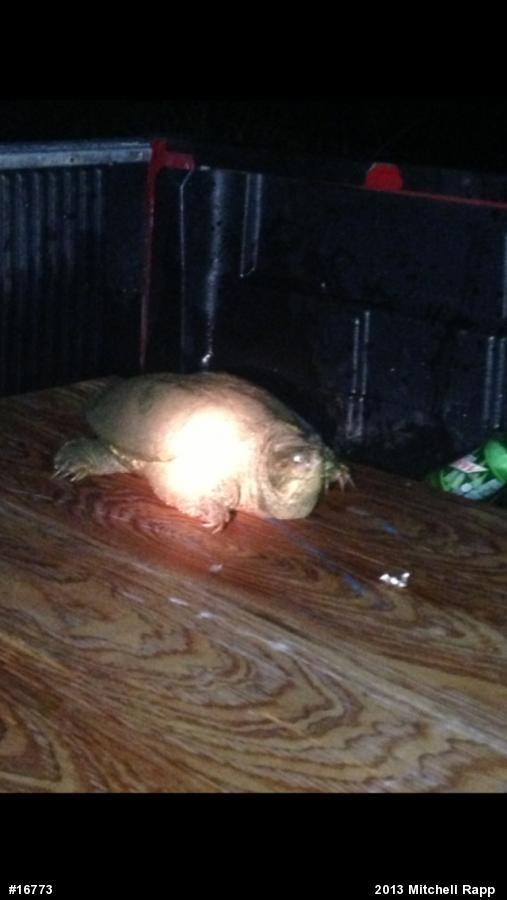 Snapping Turtle
