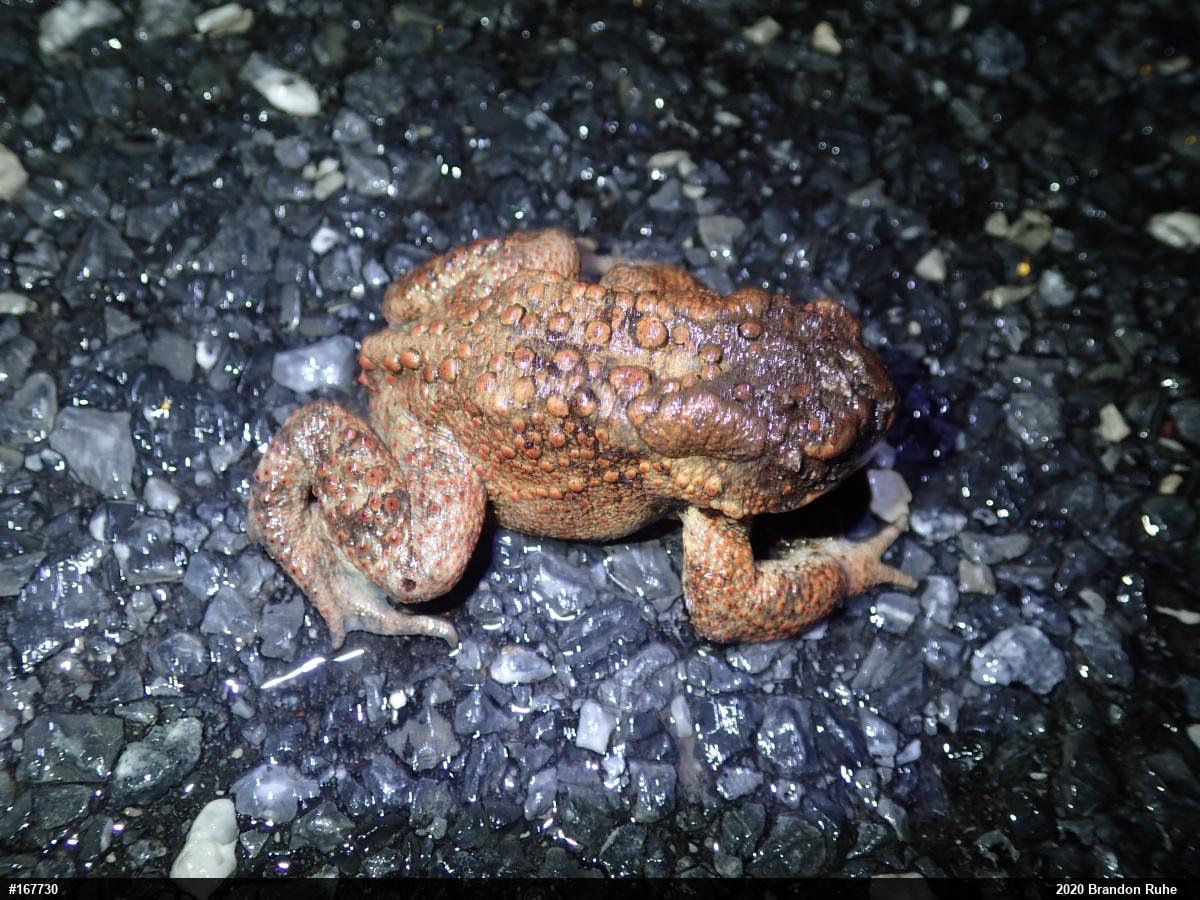 Eastern American Toad