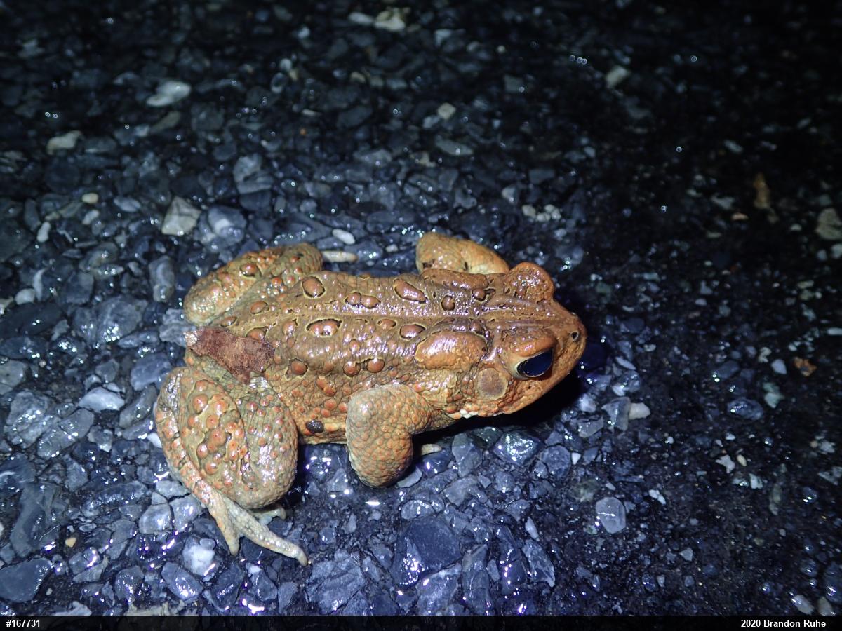Eastern American Toad