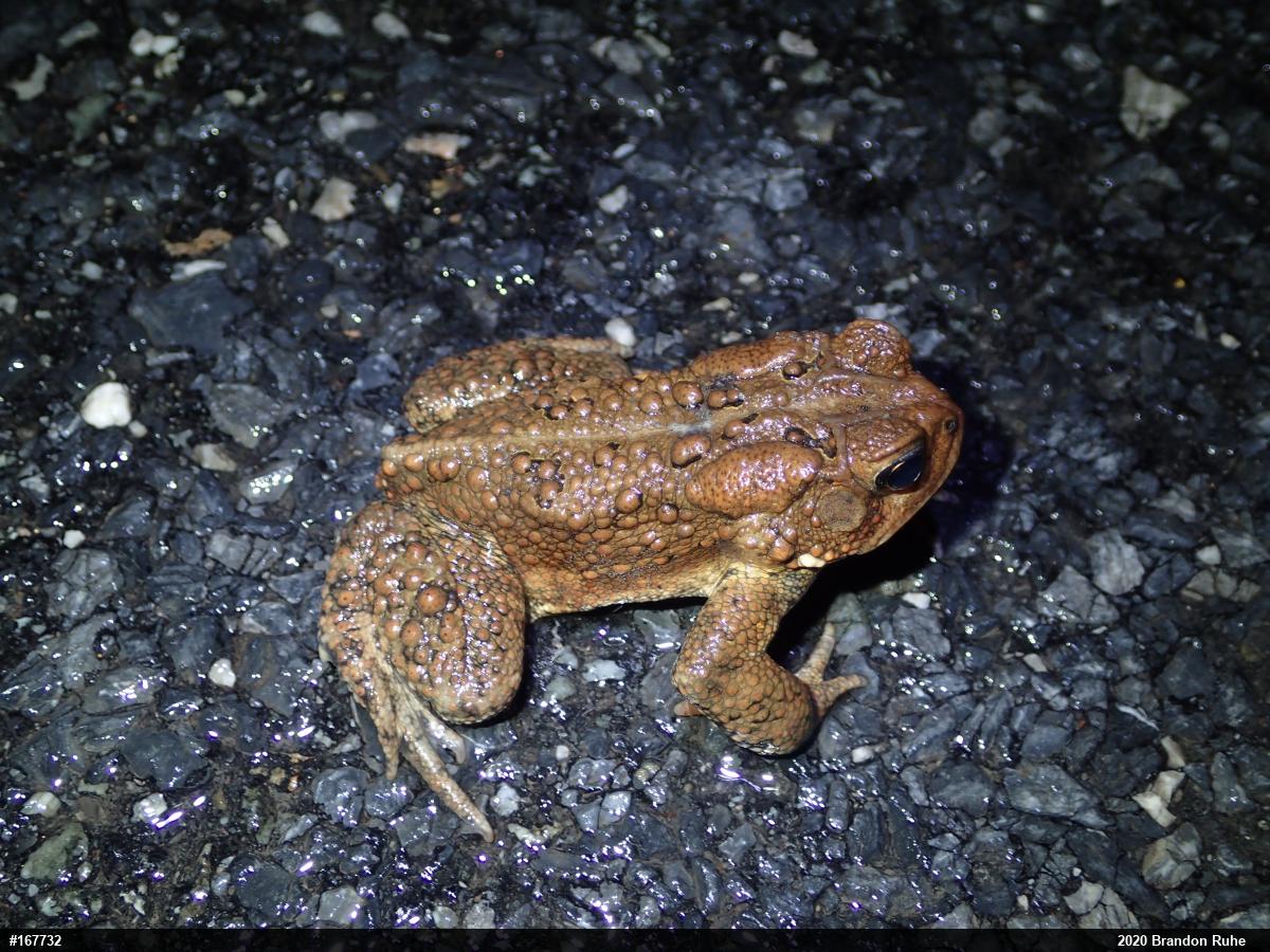 Eastern American Toad