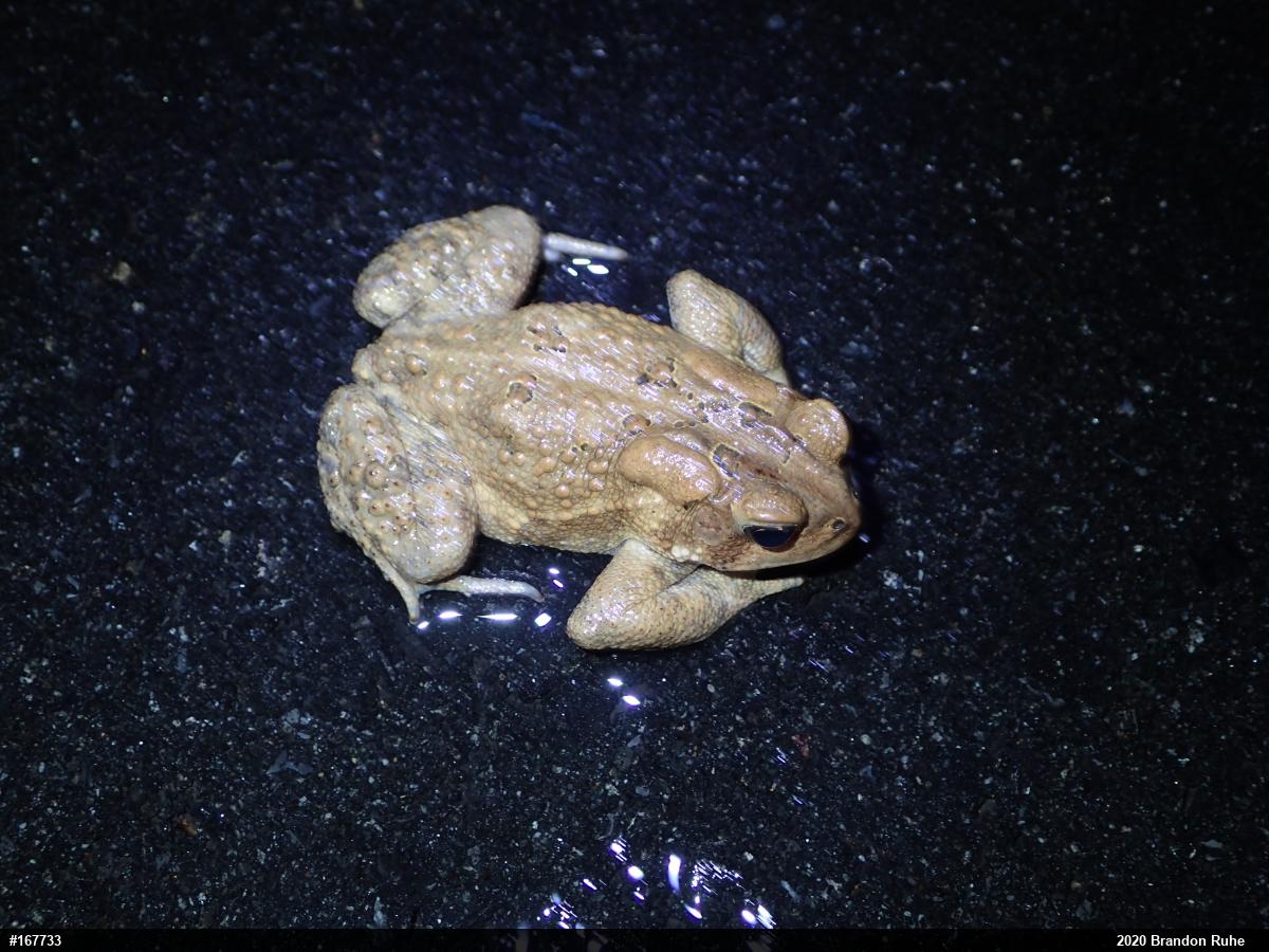 Eastern American Toad